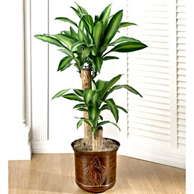 Dracaena Plant in Nashville, USA | Nashville Flower Shop | Federal Florist