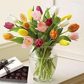 Arcoiris de Tulipanes FREE CHOCS